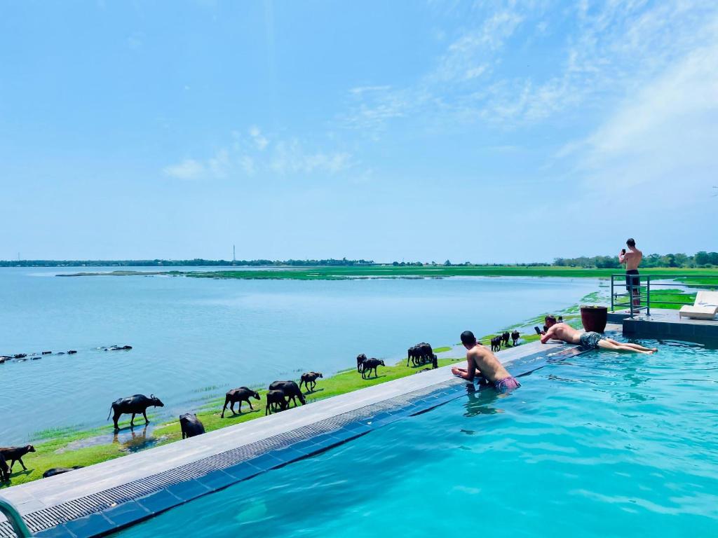 a group of people in a swimming pool with cows in the water at Oruwa Boutique Villa in Pottuvil