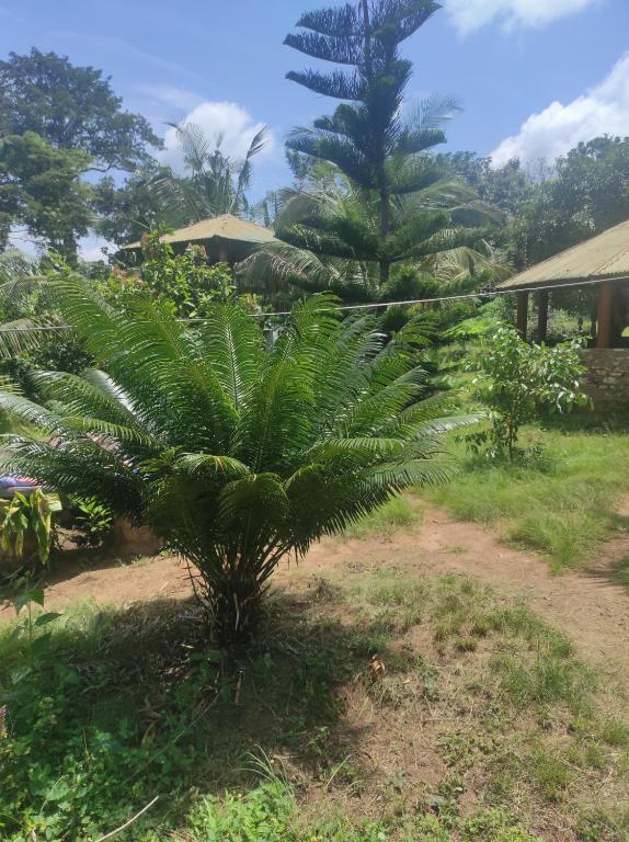 Aed väljaspool majutusasutust La montagne verte