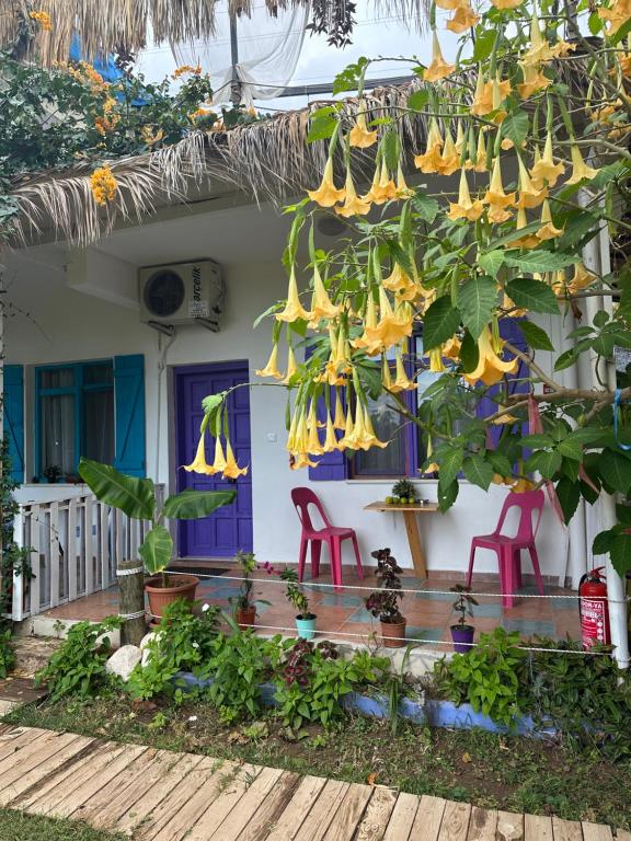 a house with a bunch of yellow flowers hanging from a tree at GAYA PANSİYON ÇIRALI in Kemer