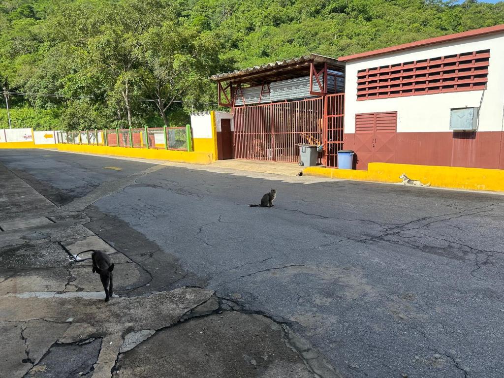 two cats standing in the middle of a street at New Auto Motel in Barcelona