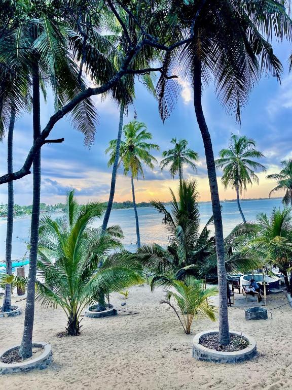 a group of palm trees on the beach at kuda Bay Surf Hotel in Arugam Bay