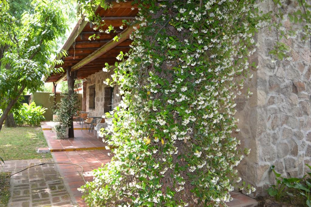 a vine of white flowers on the side of a building at Rumi Huasi Cabañas in Mina Clavero
