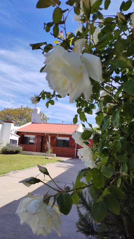 a bush with white flowers in front of a building at Casa playa Quequen a dos cuadras del mar in Quequén