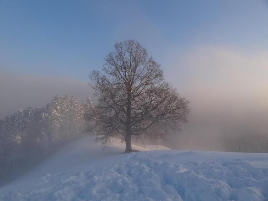 a tree on top of a snow covered field at Haus Am Sternsberg in Sternenberg