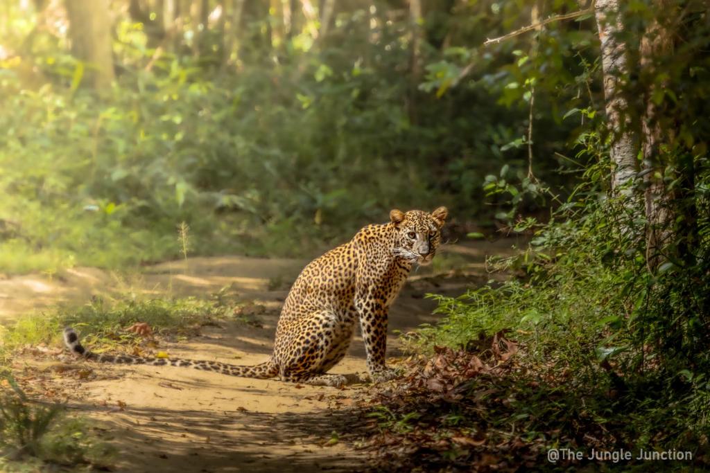 un leopardo de pie en un camino de tierra en el bosque en The Wandering Tusk Hostel, en Anuradhapura
