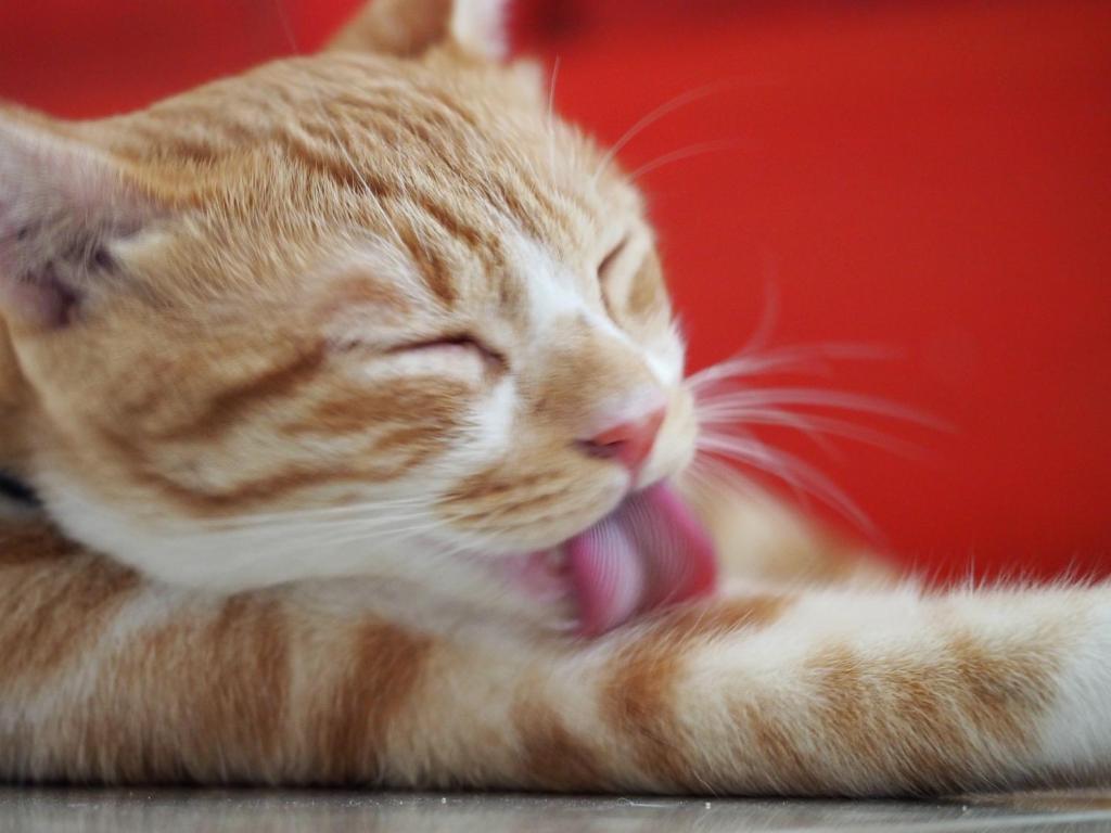 an orange and white cat with its mouth open at 貓咪民宿Mini館-中午即可入房 in Taitung City