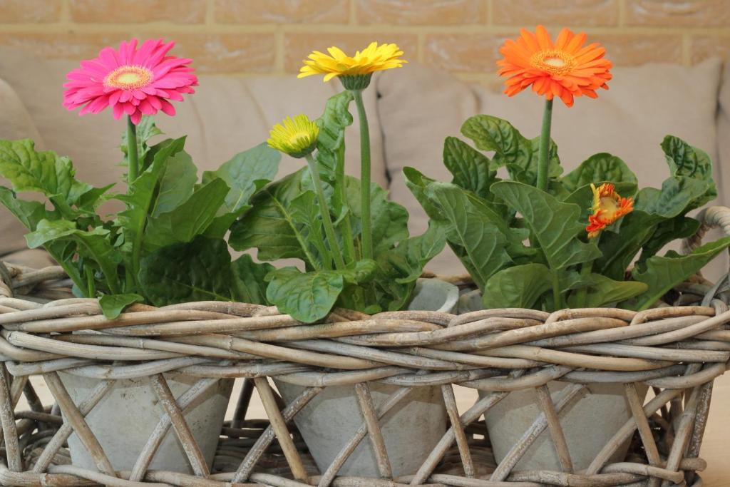 a bunch of flowers in a wicker basket at Bosbeekvallei in Opoeteren