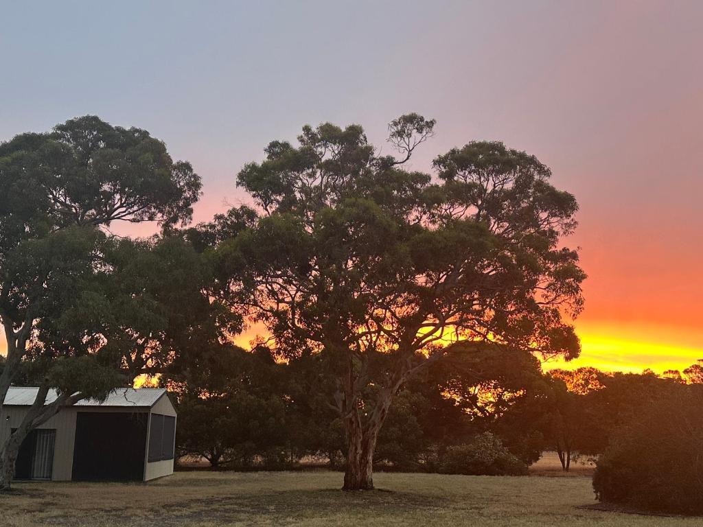 Un árbol y un granero con una puesta de sol de fondo. en CandE’s Guesthouse, en Kingscote