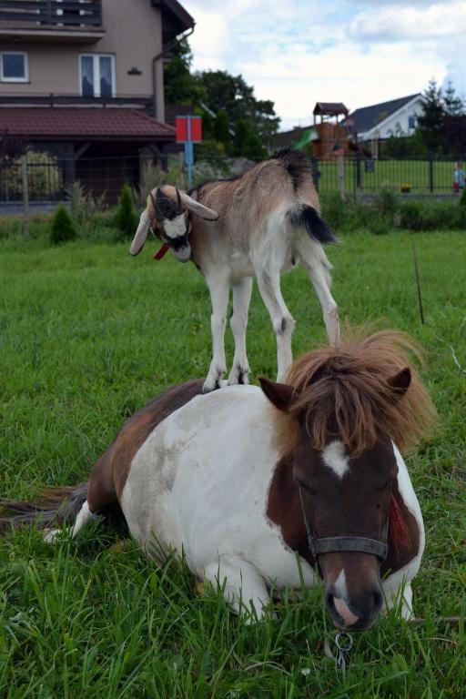 Zvířata v farmy nebo okolí