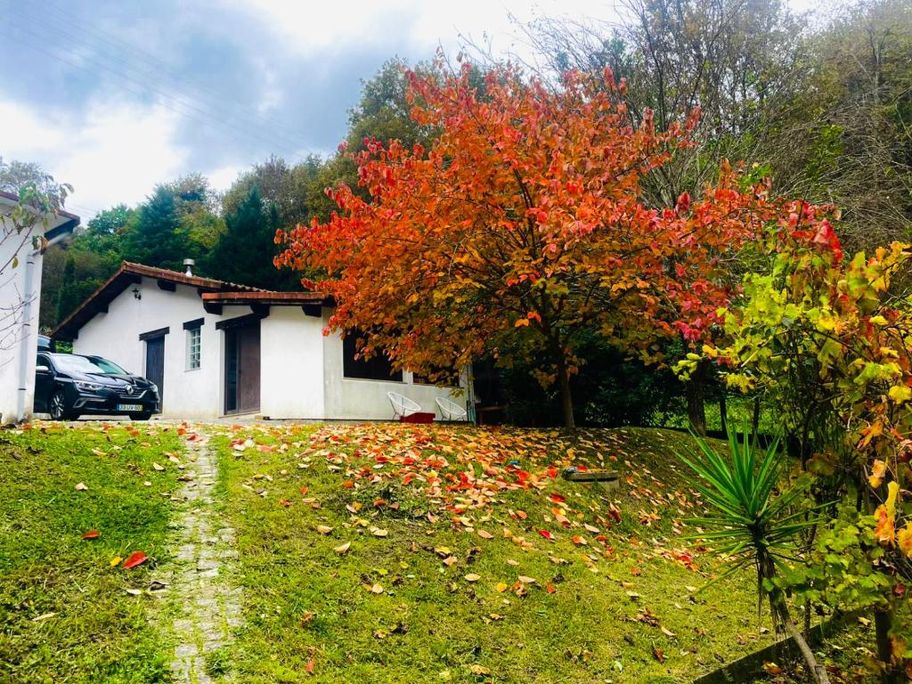 a tree with red leaves in front of a house at Casa mémé in Marco de Canavezes