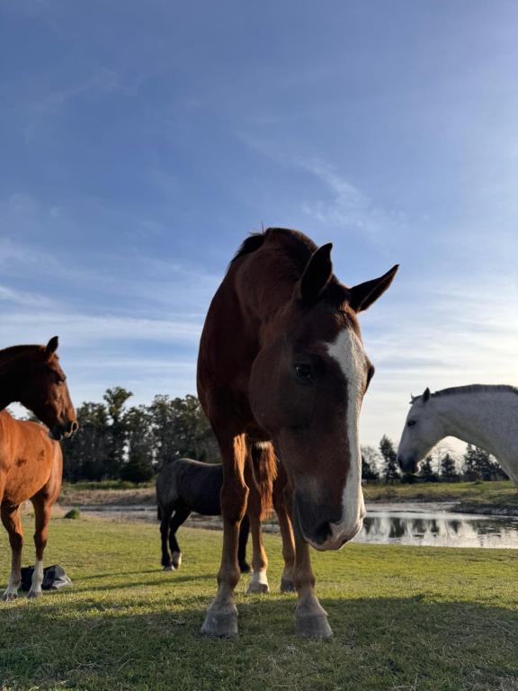 Φωτογραφία από το άλμπουμ του Entre Paz y Enfoque σε Luján