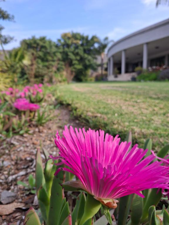 una flor rosa frente a un edificio en Bokdriftgasteplaas, en Barrydale