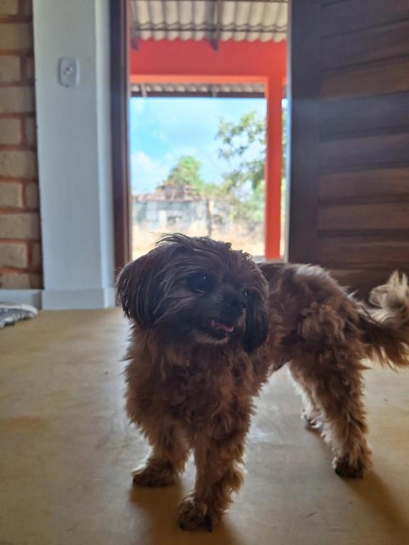 Haustiere von Gästen der Unterkunft Casa Mirante da Serra