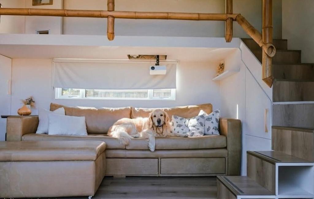 un perro tirado en un sofá en una sala de estar en Puka Mala Tiny House, en Ciudad del Cabo