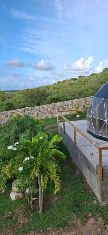 un petit palmier se trouve à côté d'un bateau dans l'établissement Romantic Dome Escape in Saint-Martin, à Saint-Martin