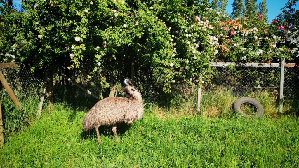Zvířata v prázdninového domu nebo okolí