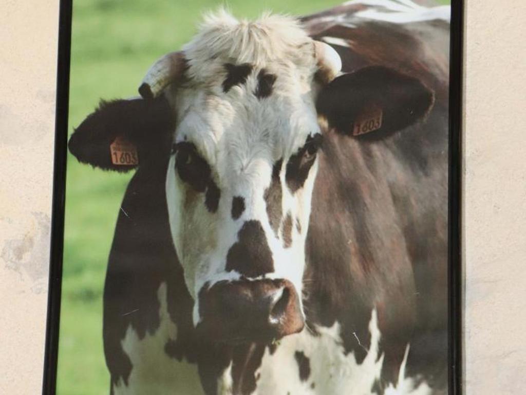 Zvířata v prázdninového domu nebo okolí