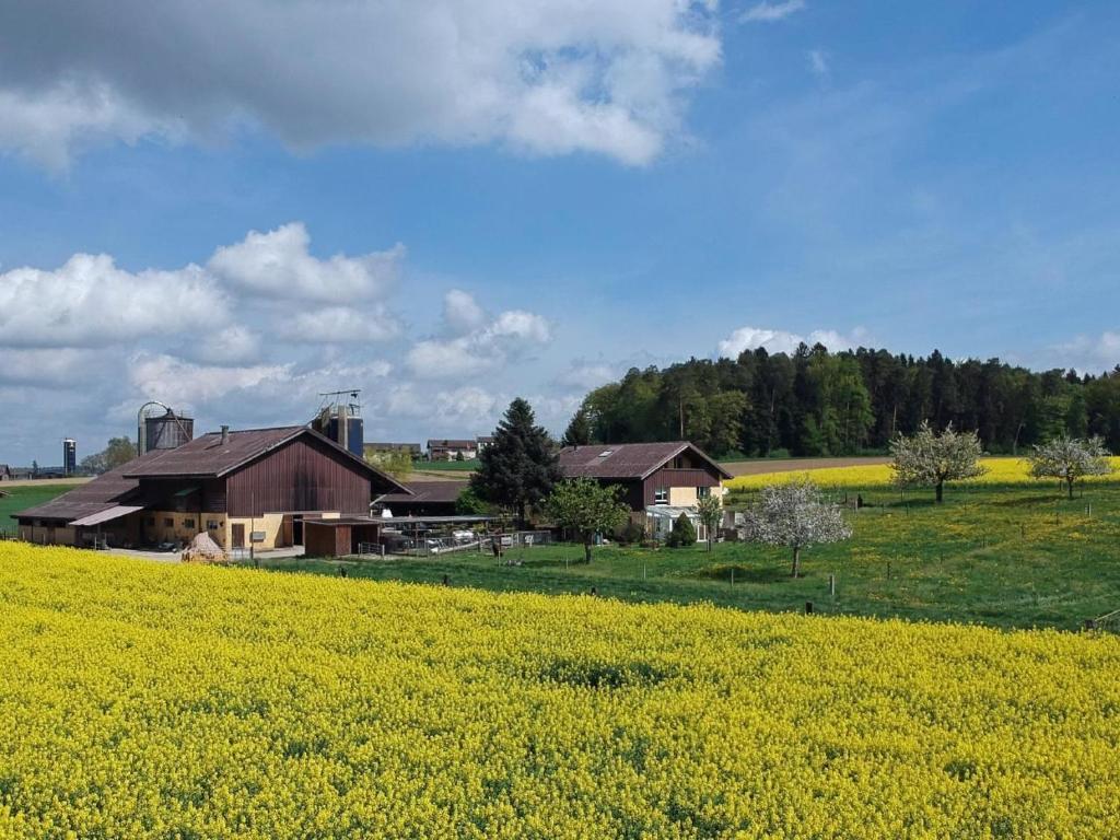 un campo de flores amarillas frente a una granja en Haslers Hof, en Dinhard
