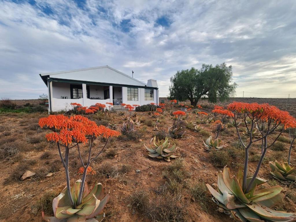 a house in the middle of a field with red flowers at Karoo Secret Secret House in Aberdeen
