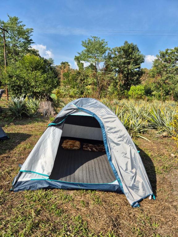 una tienda de campaña en un campo en Safarnama Hornbill Camping near festival ground, en Jāmb