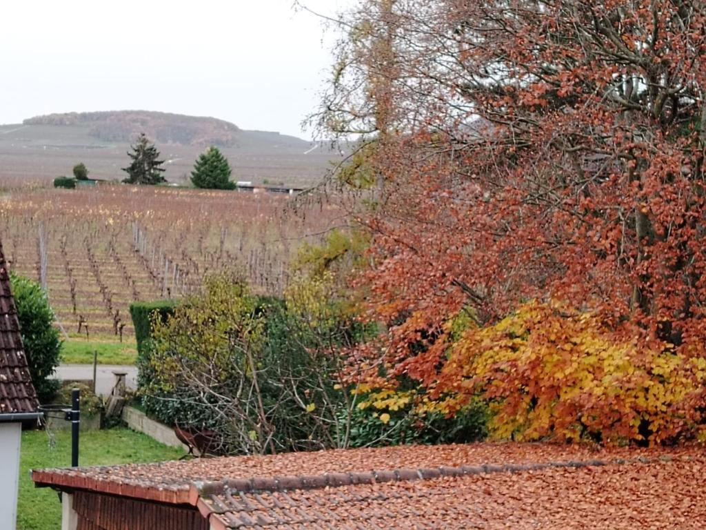 a view of a vineyard from a house at Féerie de la Vigne in Ammerschwihr