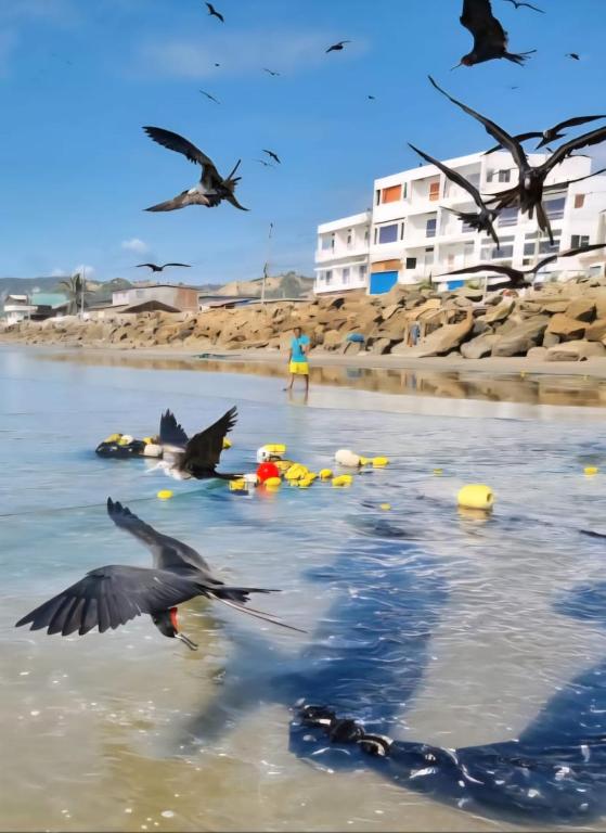 a flock of birds flying over the water at the beach at Hotel Ola Bella in San Clemente