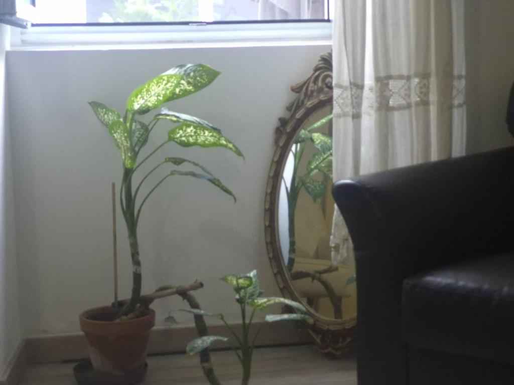 Pés Verdes-Alojamento e Chá - 17