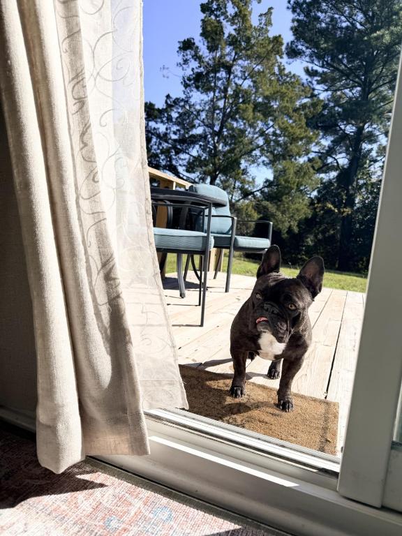 a small black dog standing outside of a door at Normandy Breeze in Wilmington