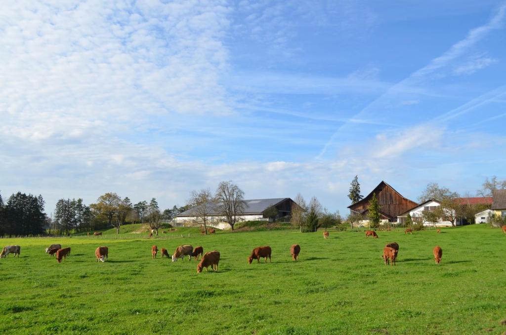 Άλλα ζώα σε αυτό το διαμέρισμα ή στη γύρω περιοχή
