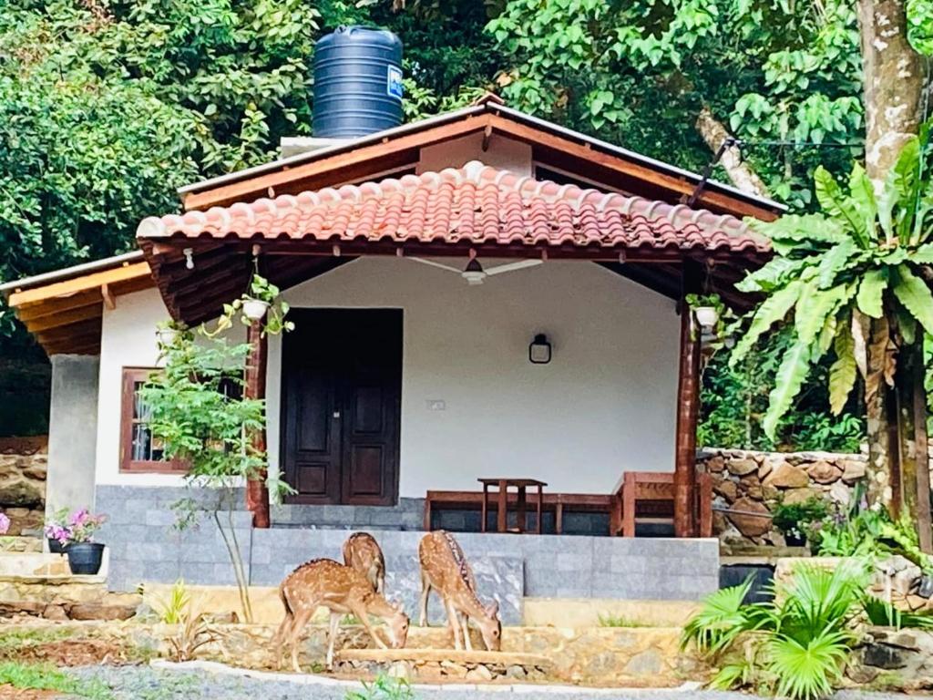 deux cerfs debout devant une maison dans l'établissement Deer House Hiriketiya, à Dikwella