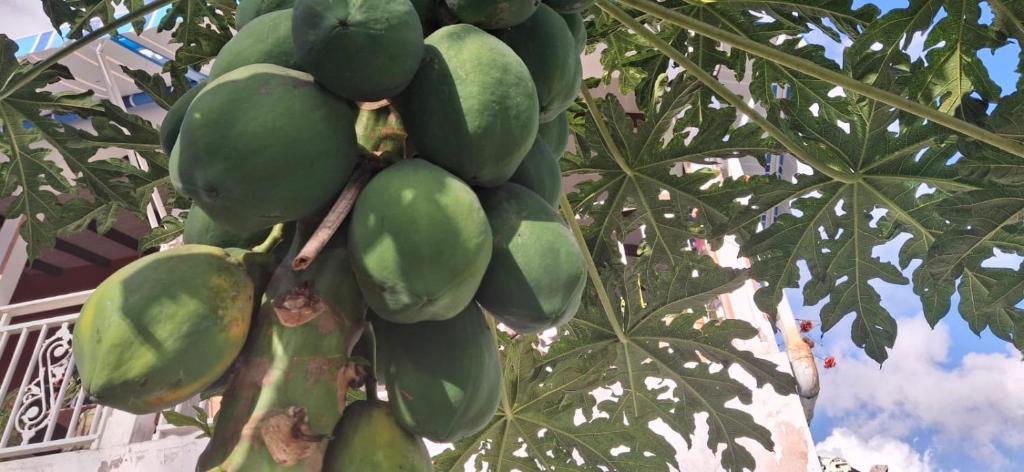 Φωτογραφία από το άλμπουμ του Villa Sapotilles σε Les Abymes