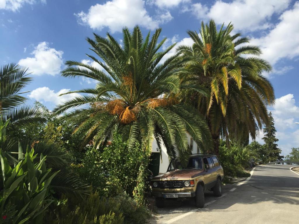 een vrachtwagen geparkeerd onder twee palmbomen op een straat bij Cortijo La Huerta in Pilas de Fuente Soto
