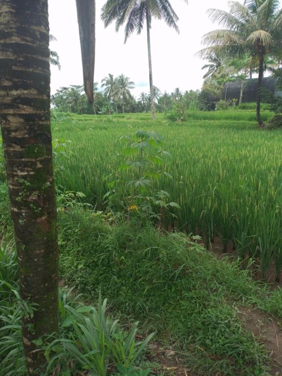 a field of tall grass with a palm tree at Tete batu golden coconut home stay in Tetebatu