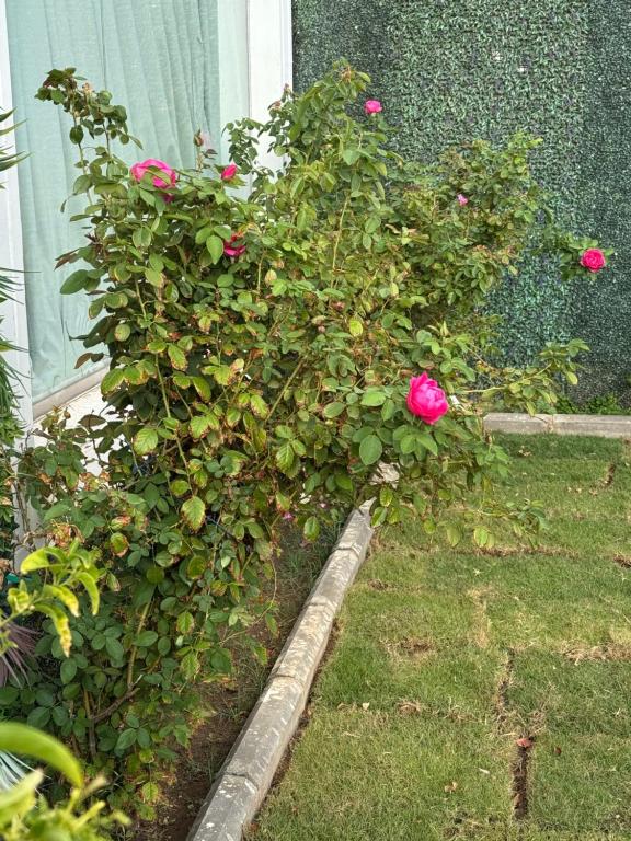 Zahrada ubytování جنة الطائف