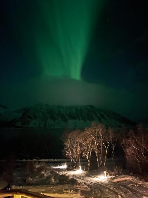 an aurora shines in the sky over trees and a mountain at Koselig hytte i Lofoten, sjø, fjellutsikt, parkering in Laukvik