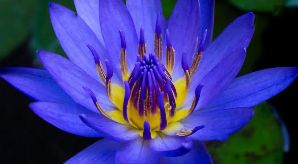 Fotografie z fotogalerie ubytování Nil Manel Tourist v destinaci Anuradhápura