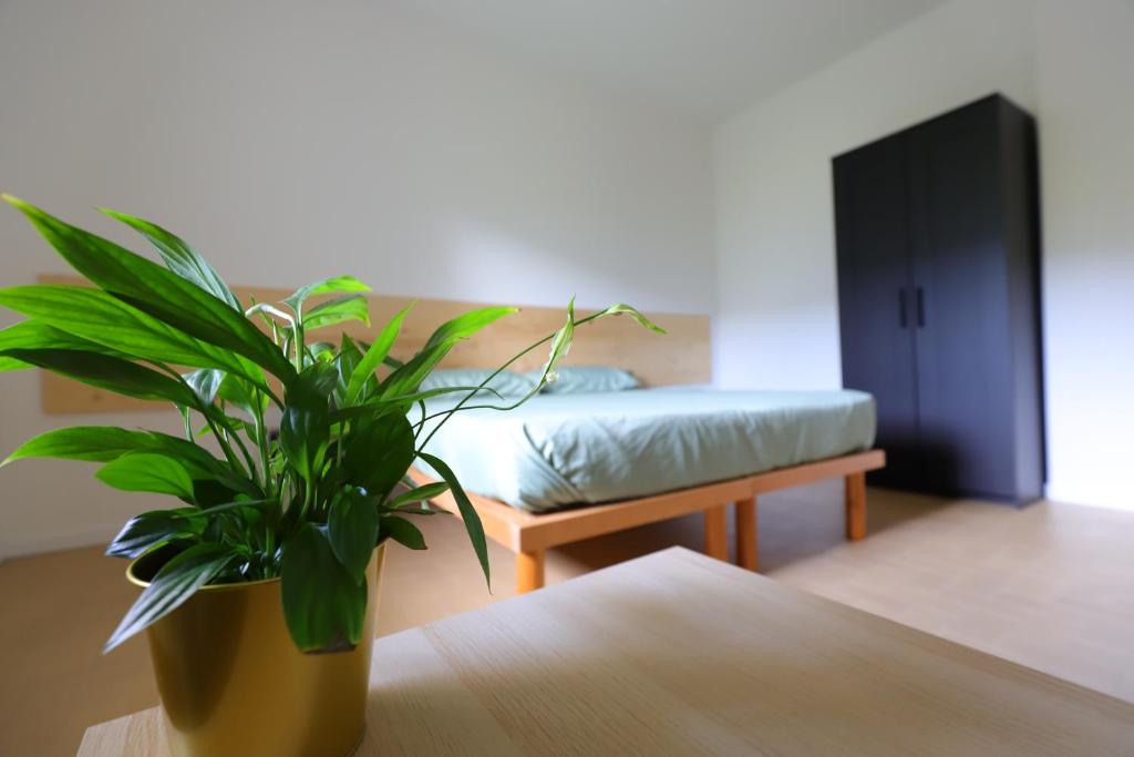 una planta sentada en una mesa junto a un sofá en Komorebi, en Locatello