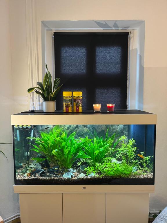 a fish tank in a room with a window at TheGreenCapital in Berlin