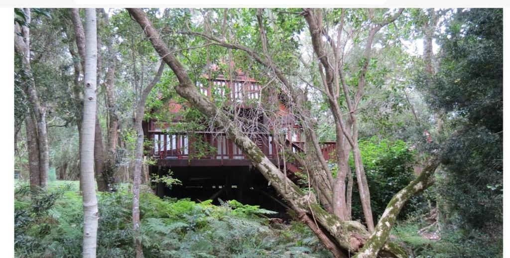 自然谷Peaceful Forest Getaway in Natures Valley的森林中的一个树屋