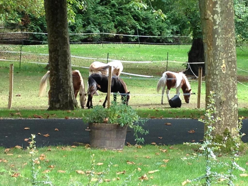 a group of horses grazing in a field at LE PARC DU VIVIER in Fernestrelay