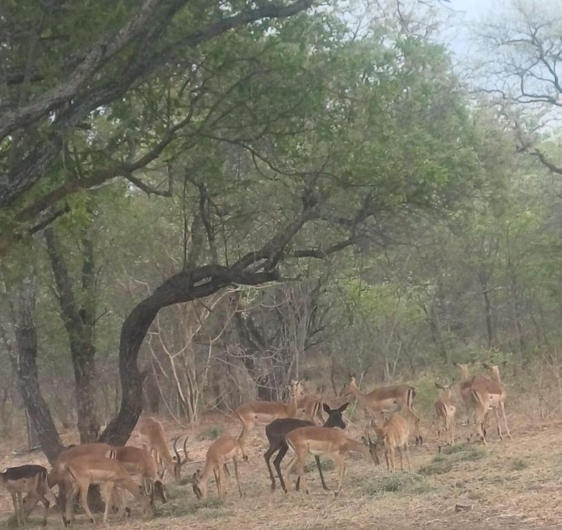 Fotografie z fotogalerie ubytování Fikani game lodge v destinaci Thabazimbi