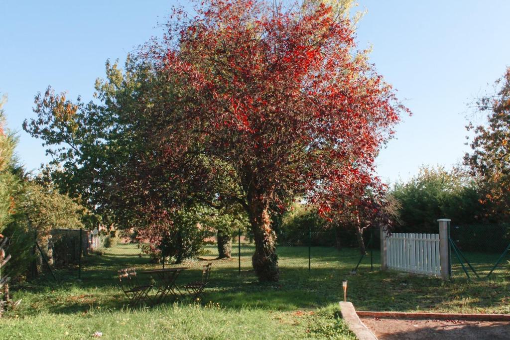 a tree with red leaves in a yard at Appartement Jungle Cosy - Bureau & Fibre - Proche Futuroscope in Jaunay-Marigny