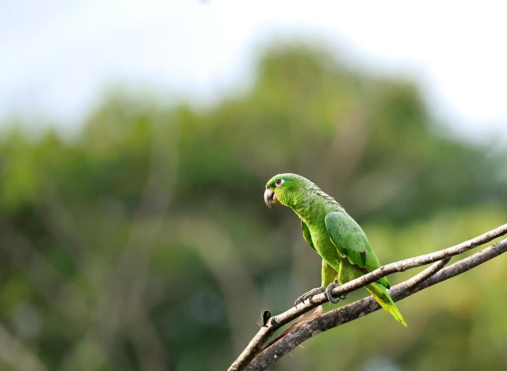 Zvířata v apartmánu nebo okolí