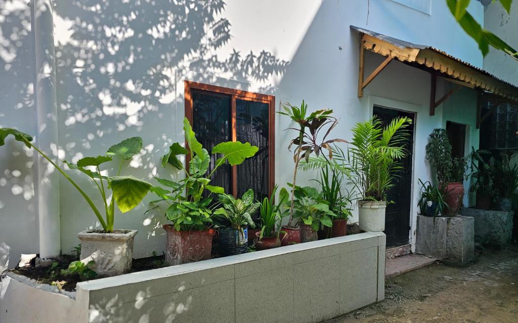 Κήπος έξω από το Jacob's Inn