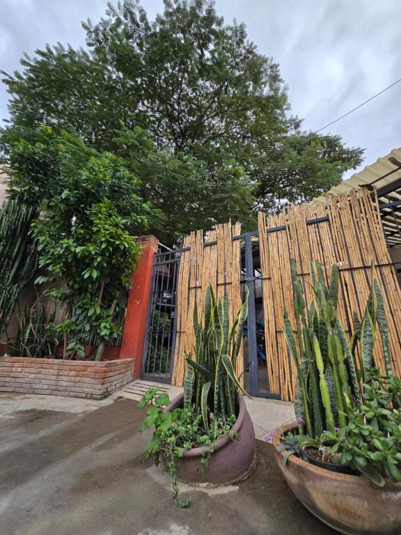 two plants in pots in front of a fence at Casa del Árbol Xochimilco in Oaxaca City