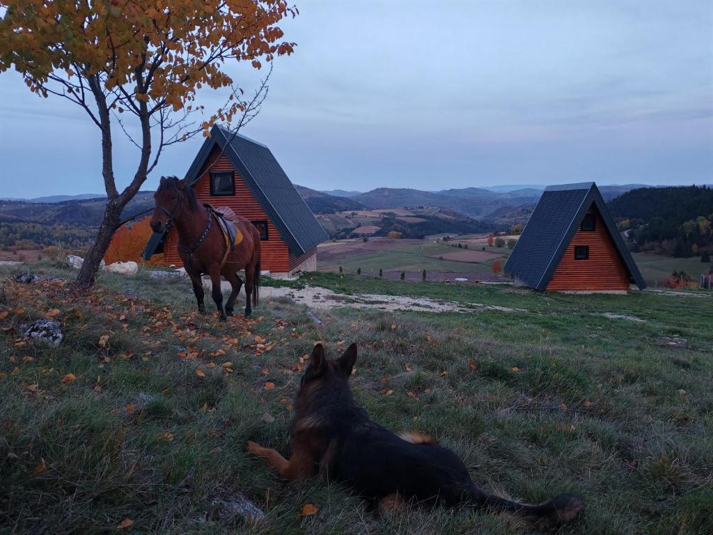 a dog laying in the grass next to a horse at Čarobna jutra Zlatara 2 in Radijevići