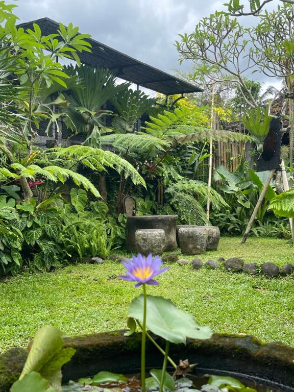 a flower in a pond in a garden at Pondok Indah Homestay in Sidemen