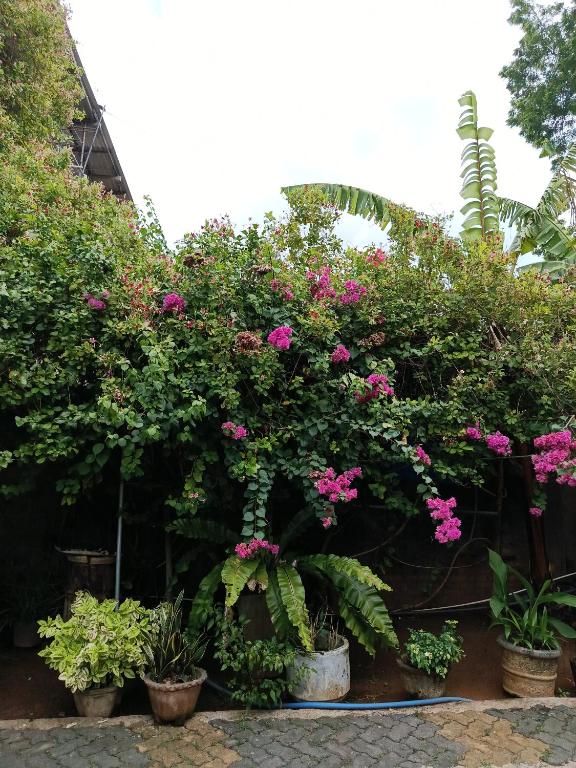 a group of potted plants with pink flowers at Wild Safariy in Tissamaharama