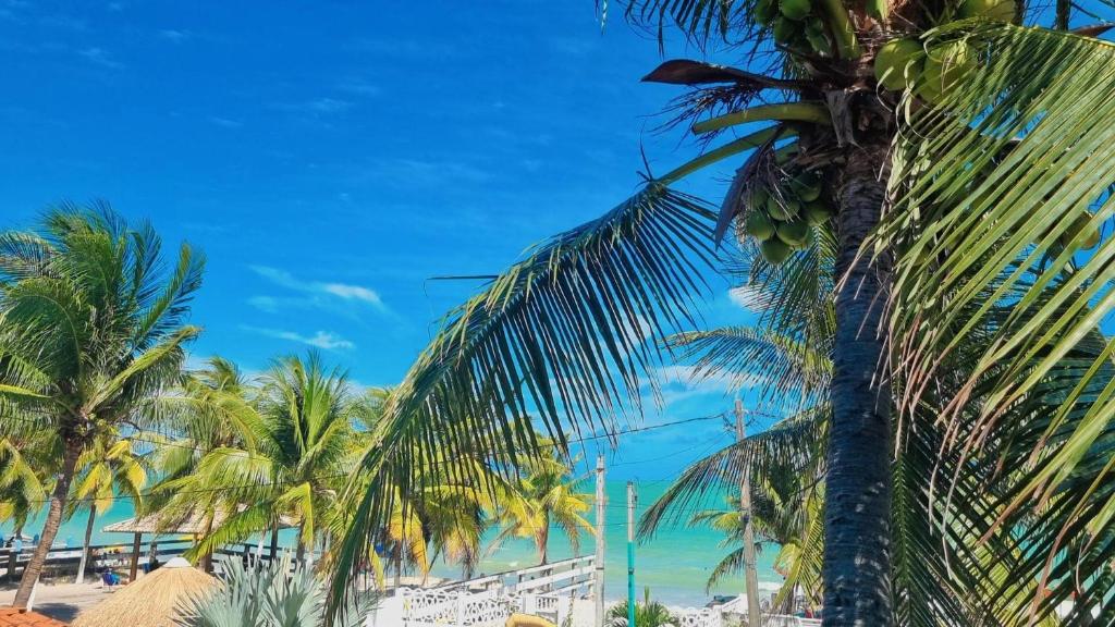 een groep palmbomen op het strand bij Casabeiramaritamaracá in Itamaracá