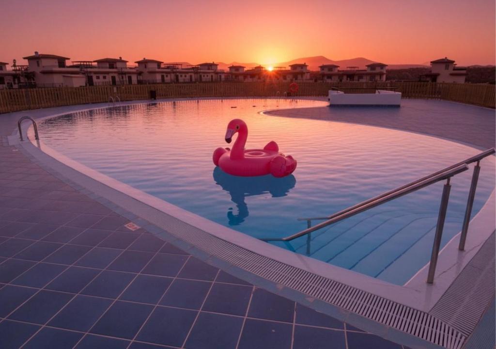 einen Pool mit einem rosa Schwan im Wasser in der Unterkunft Escapada Slow-Life Piscina, terrazas y olas cerca - Casa Pez in Majanicho
